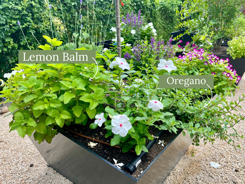 Black garden box with flowers and herbs. Including lemon balm and oregano.