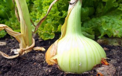 How to Grow Large Onions (Don’t Make These Mistakes)