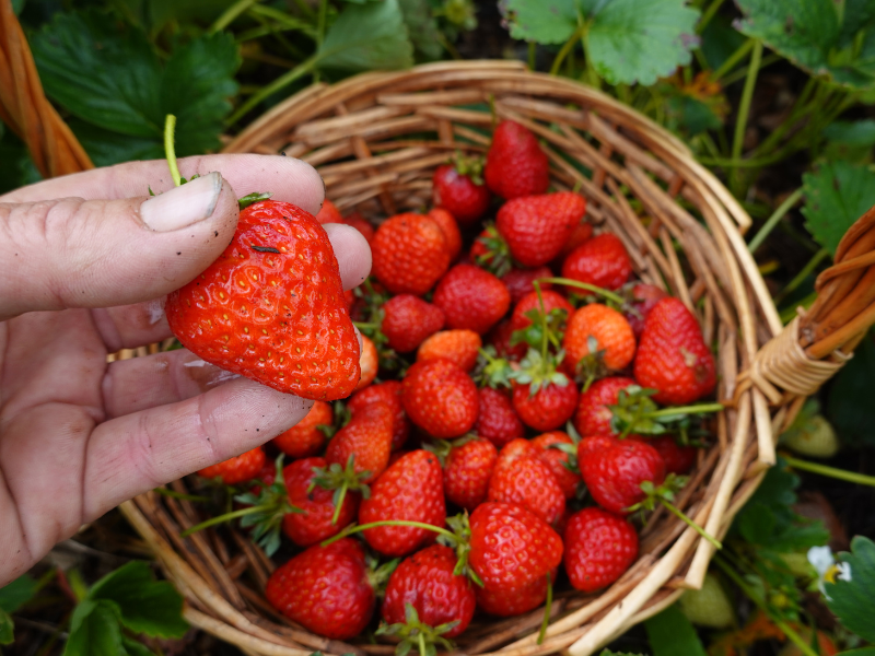 strawberries harvested into a wicker basket.