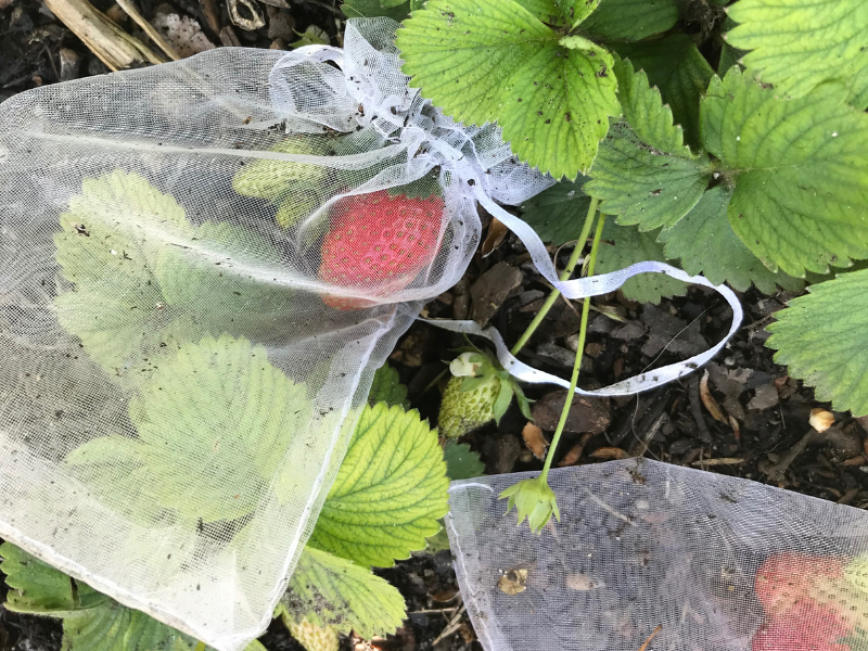 using organza bags to protect strawberries from pest.