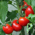 red tomatoes growing on healthy tomato plant.
