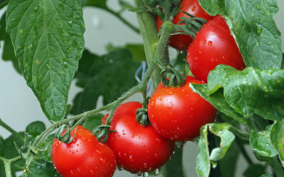 10 Tomato Growing Mistakes You’ll Want to Avoid