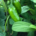 jalapeno peppers growing on plant