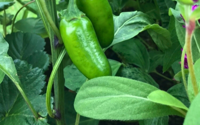 10 Best Tips for Growing Jalapeño Peppers in Your Garden