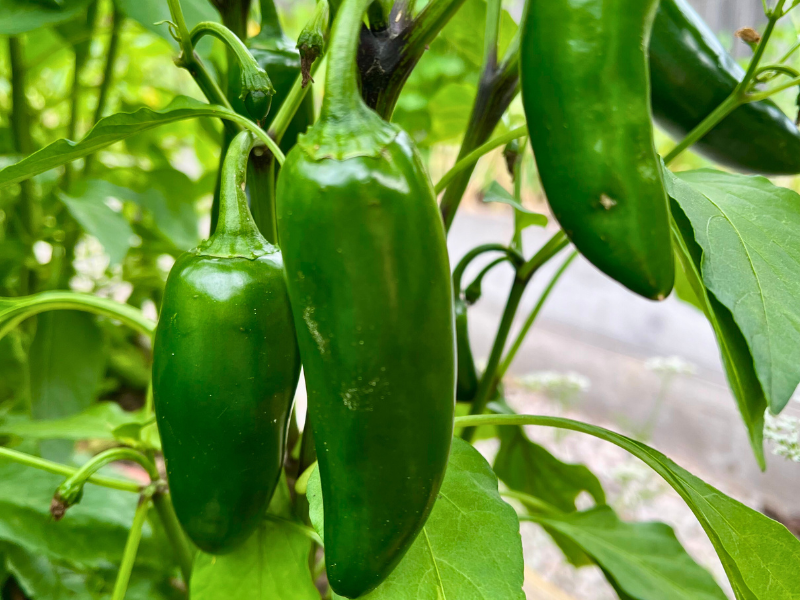 jalapeno peppers growing on plant