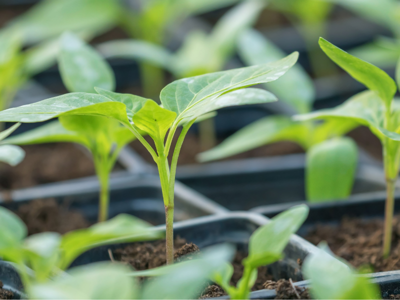 pepper seedlings in black nursery pots