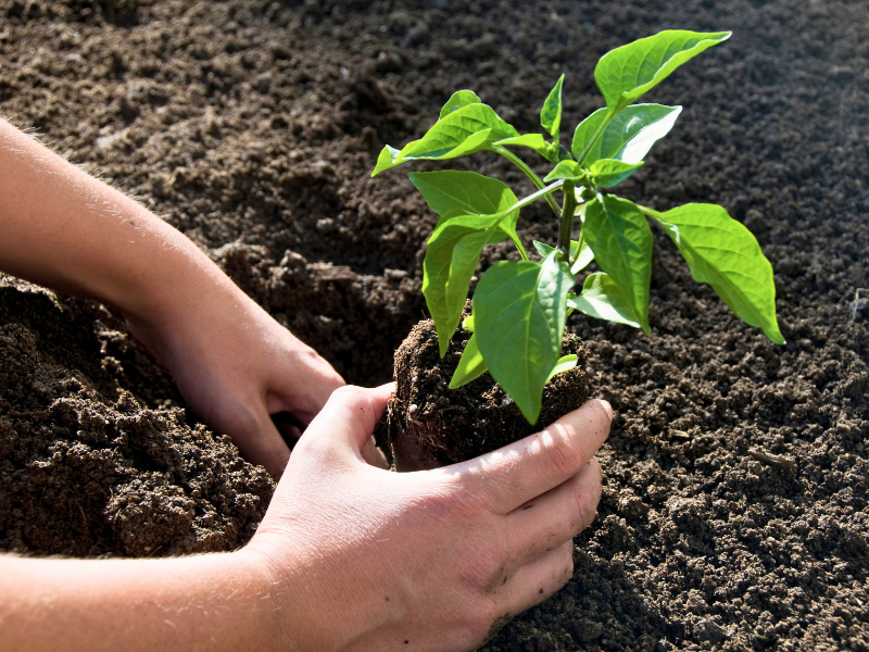 planting pepper seedling into healthy soil