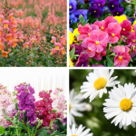 15 Winter Flowers You Can Grow