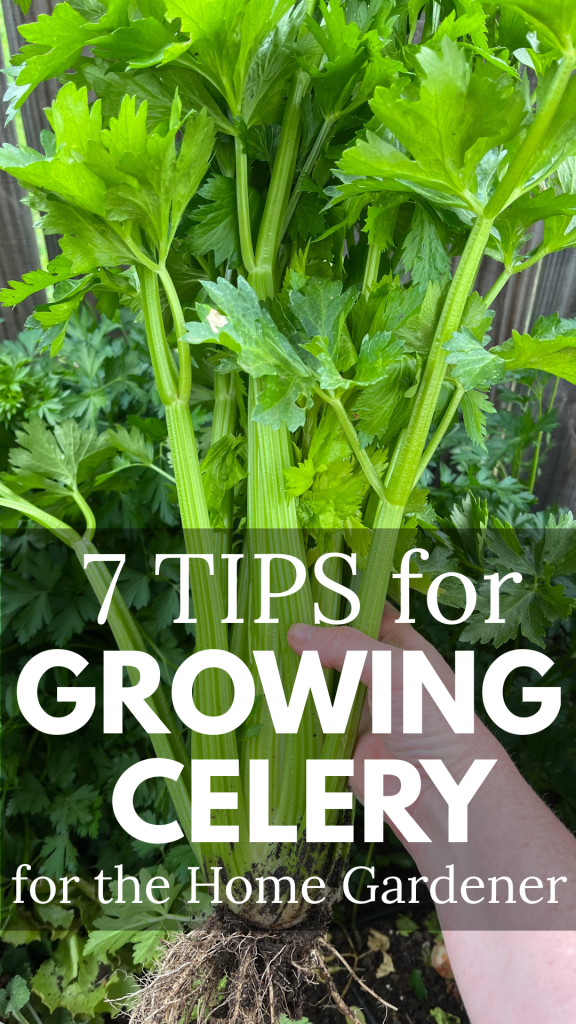 7 Tips for Growing Celery for the Home Gardener. Image of freshly havested celery plant.