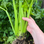freshly harvested celery plant from the garden