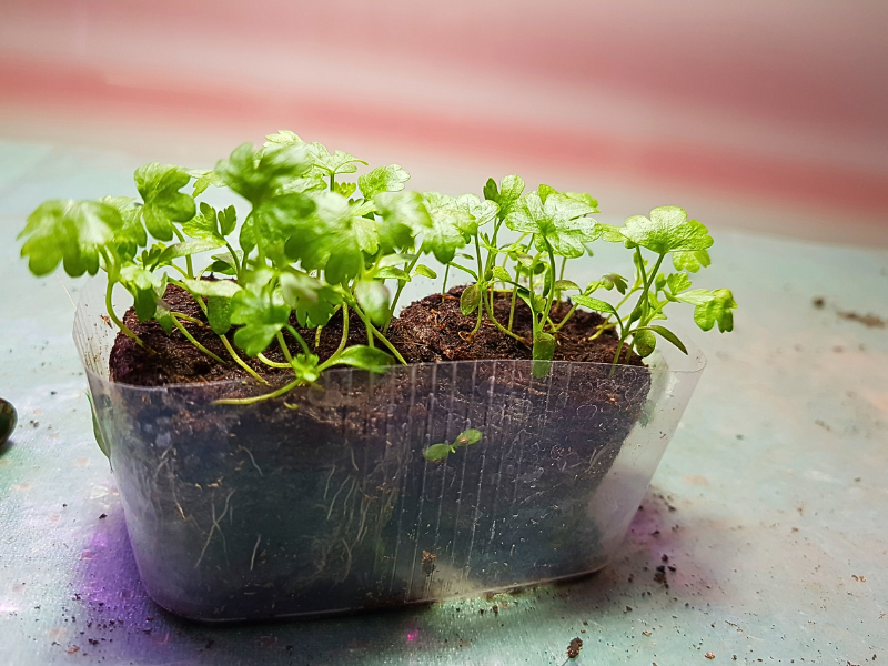 celery seedlings