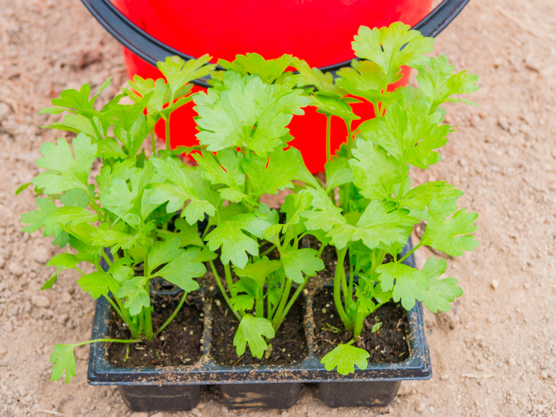 celery seedlings