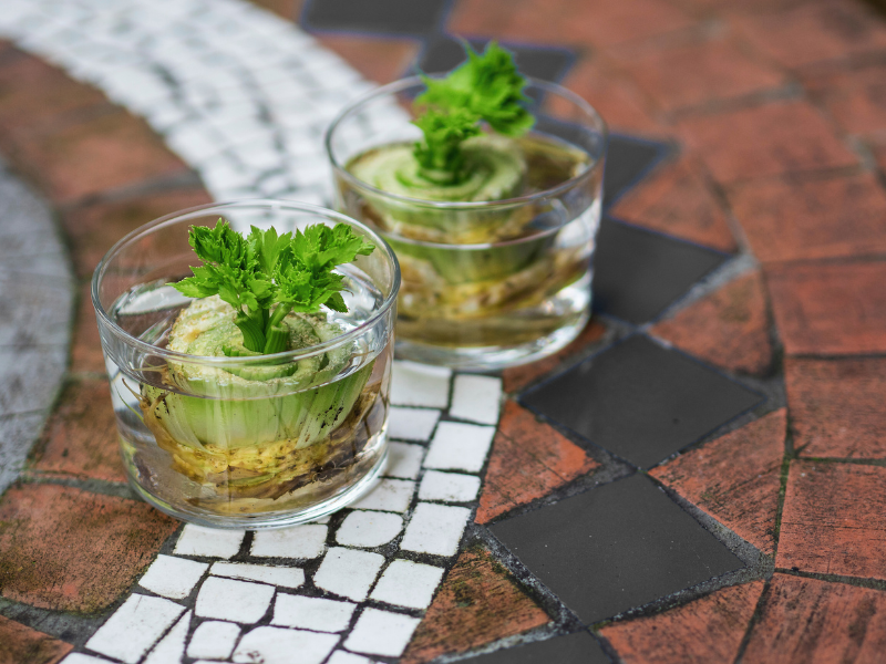 regrowing celery from scraps in glass cups.