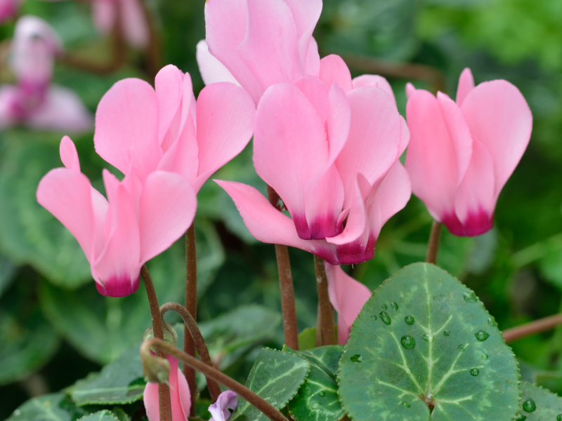 cyclamen flowers