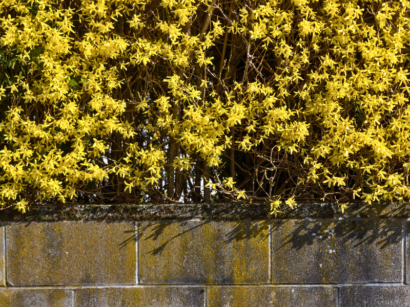 winter jasmine
