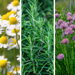 various images of herbs that can be grown in the fall and winter.