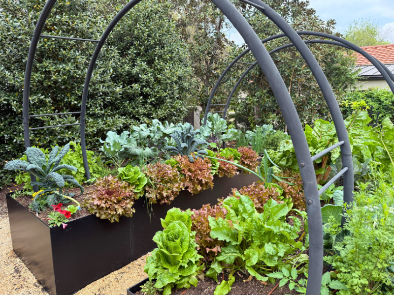 lettuce and other leafy greens growing in a raised bed garden with arch trellises