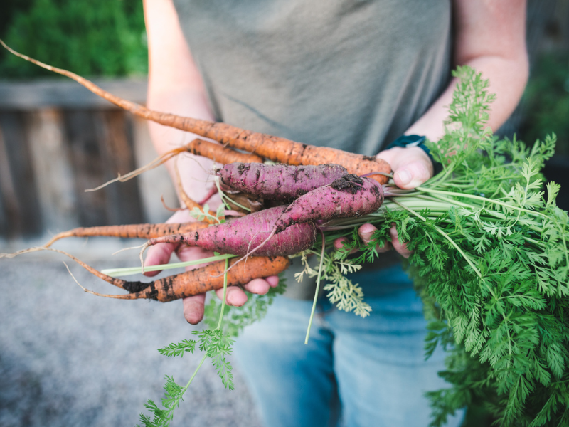 purple and orange carrots harvested from a raised bed garden