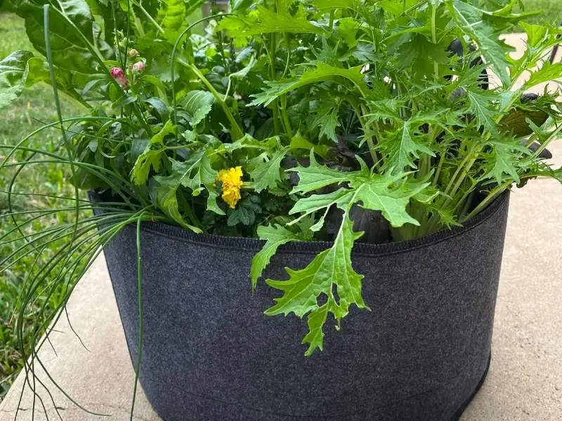image of fabric grow bag with vegetables and herbs growing
