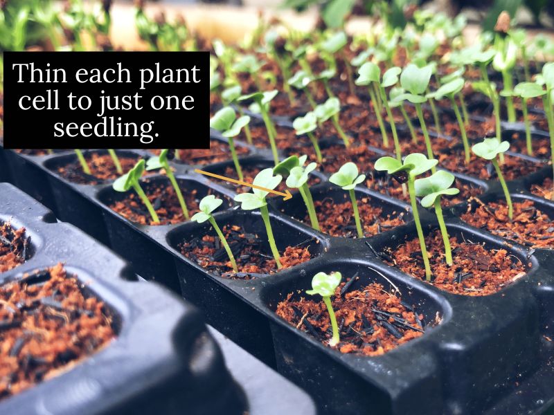 image of seedlings that need thinning