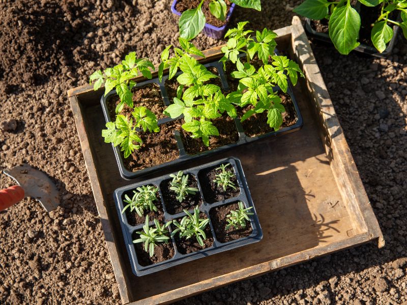 hardening off seedlings outside before planting