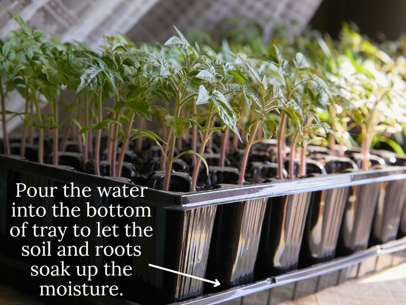 image of tomato seedlings sitting in a tray. text overlay: Pour the water into the bottom of tray to let the soil and roots soak up the moisture.