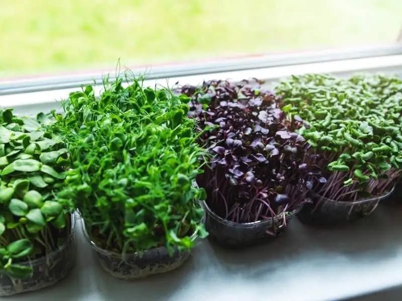 image of microgreens growing near a window