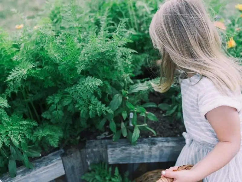 image of a girl harvesting carrots from a raised bed garden