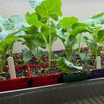 growing seedlings indoors under grow lights