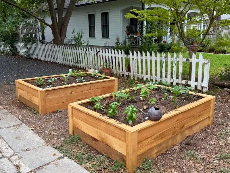 two cedar raised vegetable garden beds