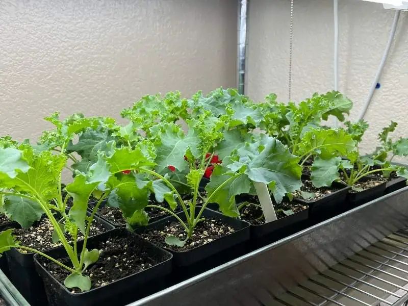 image of kale seedlings growing indoors under grow lights