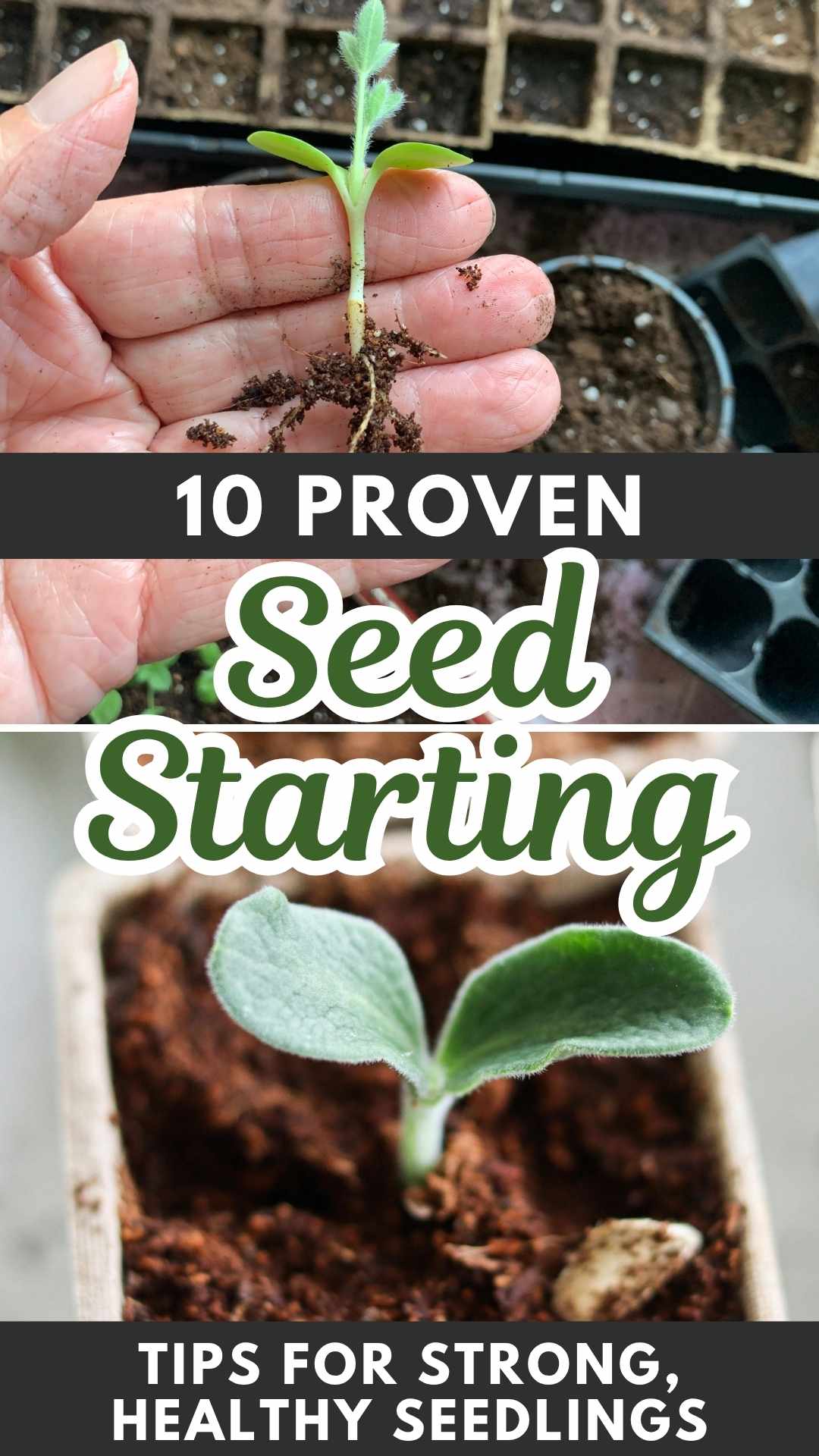 images of plant seedlings being started. text overlay: 10 proven seed starting tips for strong healthy seedlings.