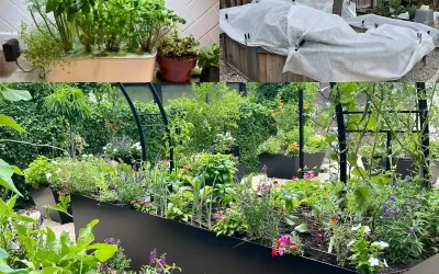 Simple Home Gardening Ideas to Help You Grow Vegetables Year-Round
