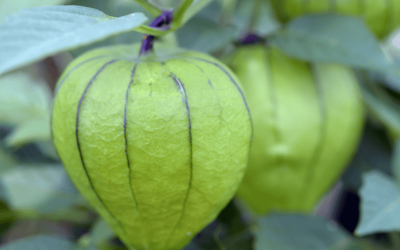 How to Grow Tomatillos in Central Texas