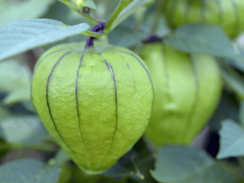 tomatillo growing how to care for tomatillo plants