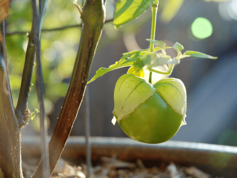 When to harvest tomatillos