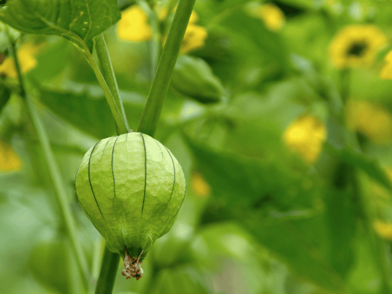 How to grow tomatillos
