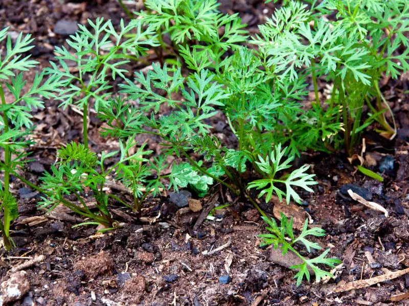 carrot seedlings sprouted