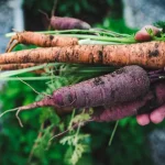 harvested carrots