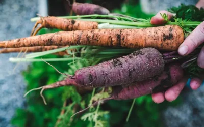 How to Grow Carrots: A Beginner’s Guide