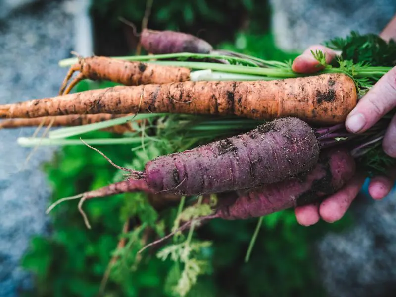 harvested carrots
