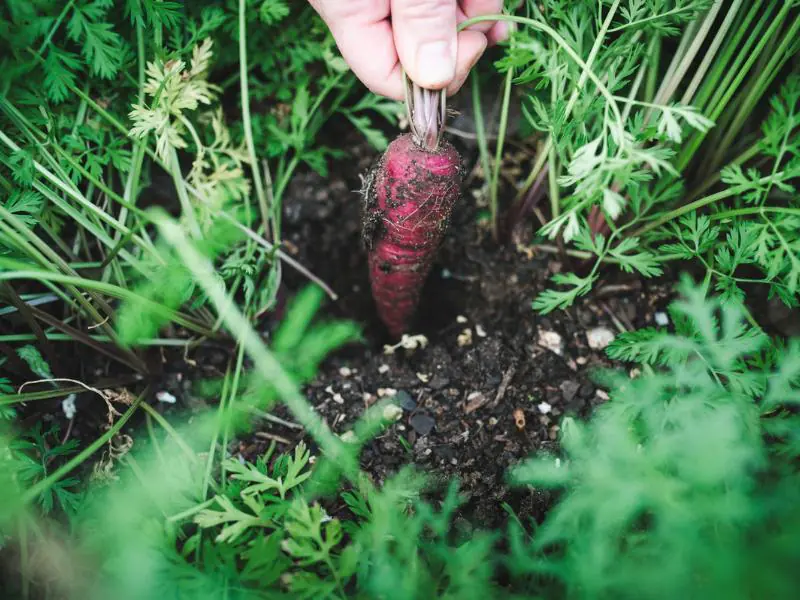 harvesting carrots from garden