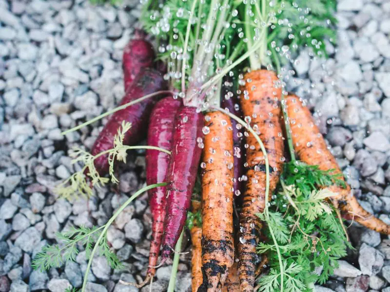 washing harvested carrots