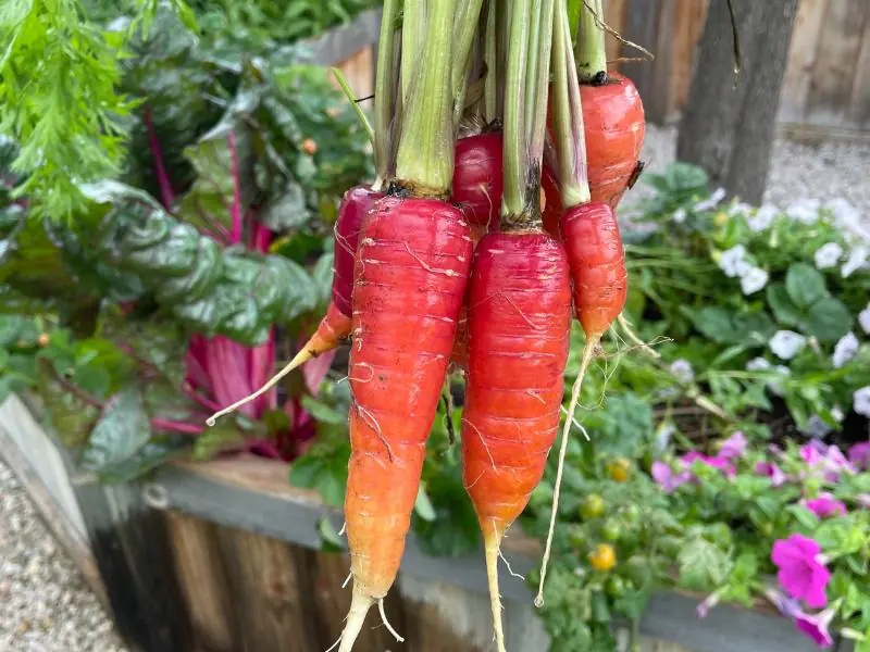 carrot seedlings sprouted