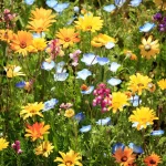 Flowers in a Chaos Garden