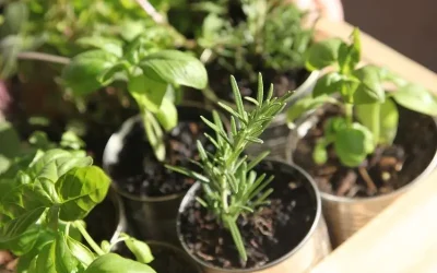 When to Start Seeds Indoors (Easy to Follow Planting Calendar)