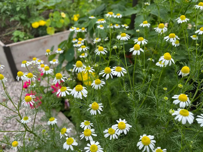 Medicinal Herbs You Can Grow at Home - Chamomile
