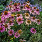 Medicinal Herbs You Can Grow at Home - Echinacea