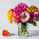 image of a bouquet of various colors of zinnias in a glass vase.
