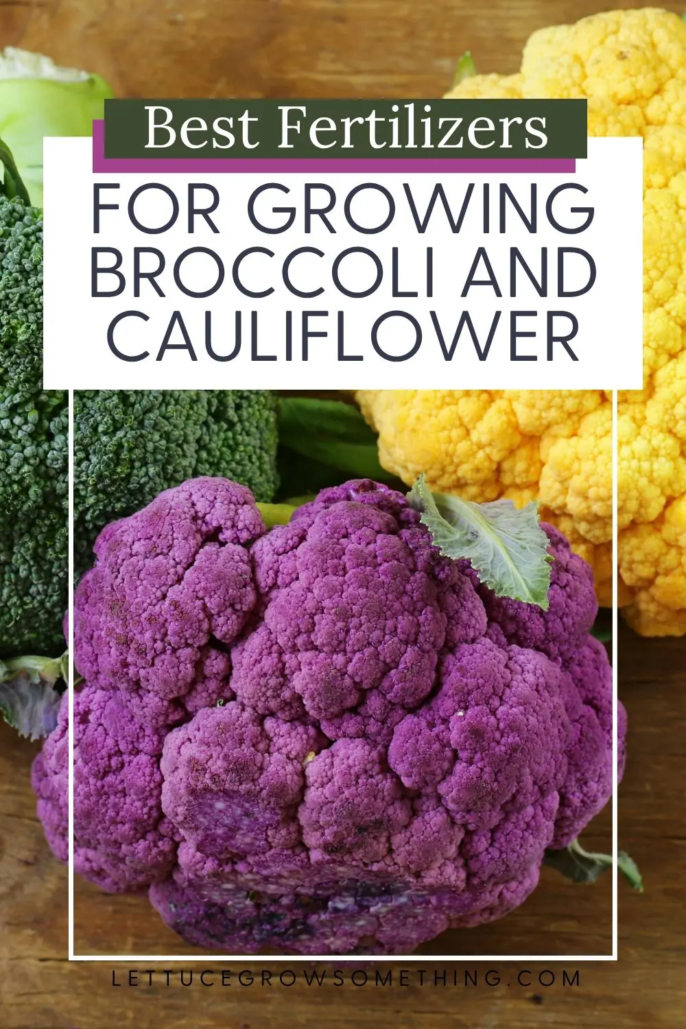 image of green broccoli, purple and yellow cauliflower with text overlay of Best Fertilizers for Growing Broccoli and Caulifower.